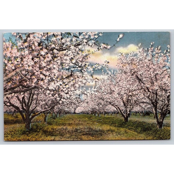 Postcard California Apple Blossom Time Linen c1940s Vintage CA Apple Trees - Picture 1 of 2